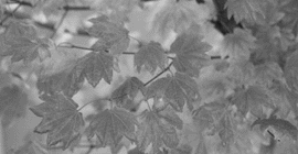 Farbtiefe 8 bit Graustufen